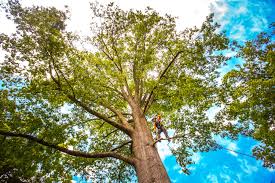 How Our Tree Care Process Works  in  Arkoma, OK