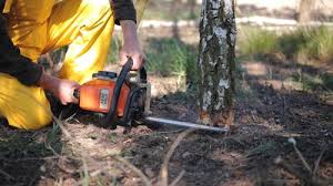  Arkoma, OK Tree Services Pros