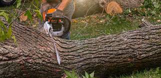 Best Tree Risk Assessment  in Arkoma, OK