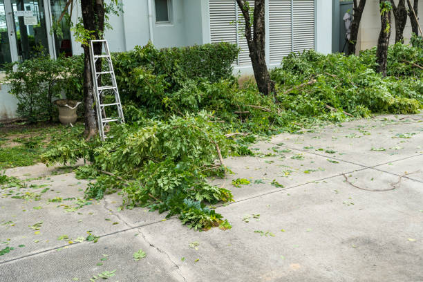 Best Fruit Tree Pruning  in Arkoma, OK
