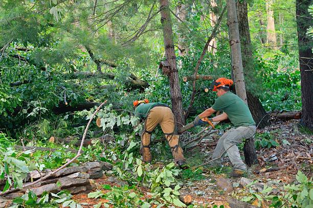 Arkoma, OK Tree Services Company