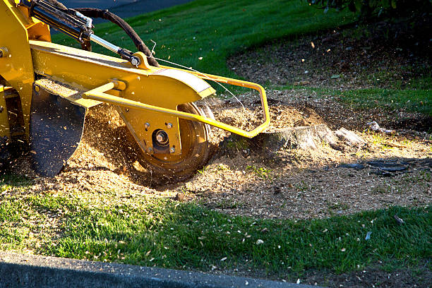 Best Arborist Consultation Services  in Arkoma, OK