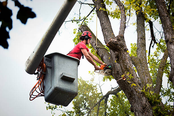 Best Tree Preservation Services  in Arkoma, OK