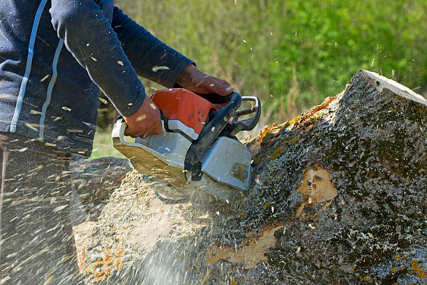 Best Seasonal Cleanup (Spring/Fall)  in Arkoma, OK