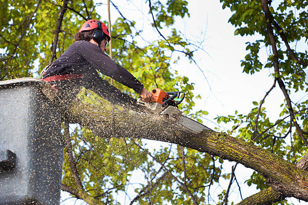 Best Firewood Processing and Delivery  in Arkoma, OK